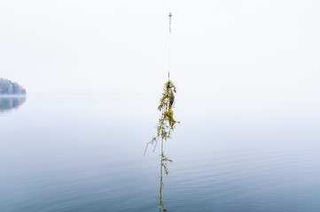 Aquatic plant confused on silicone bait for fishing on the background of water