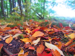 Fall leaves falling