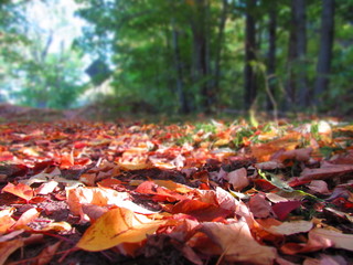 Obraz premium Fall leaves