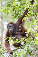 Obraz premium Samica orangutana z dzieckiem w ich rodzinnym środowisku. Las deszczowy Borneo.