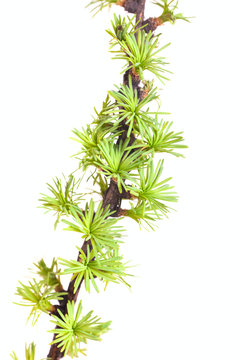 branch of a larch