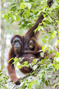 A female orang-utan with her baby in their native habitat. Rainforest of Borneo.