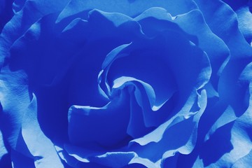 Rosa azul