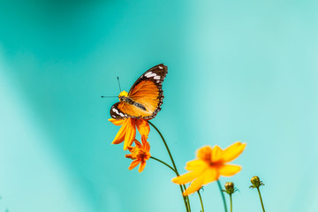 Closeup butterfly on flower (Common tiger butterfly)