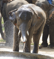 Young Elephant having fun in the water. Elephant of Asia. Animal