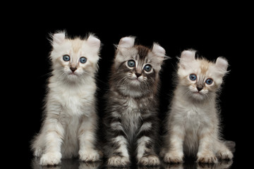 Three Fluffy American Curl Kittens with Twisted Ears Sitting on Isolated Black Background with...