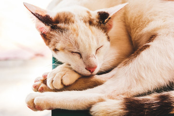 The cat is sleeping. Portrait of a sleeping cat largly. Cat resting. Cat gray, fluffy