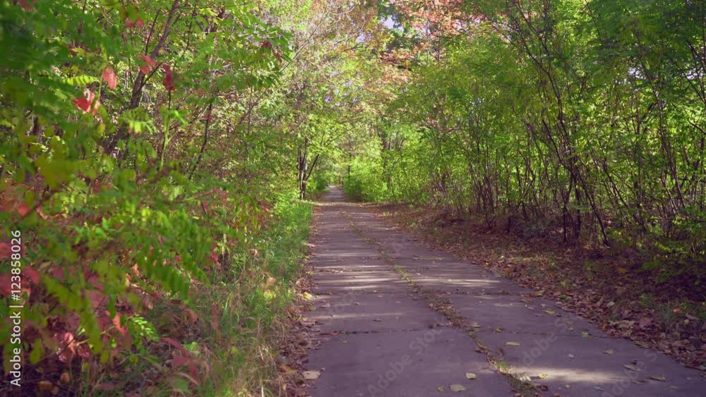 Aufkleber road in the park of forest in autumn season. wonderful nature with different trees colored leaves re