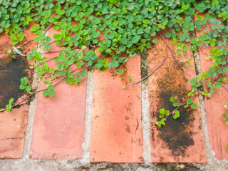 Brick wall background with grass
