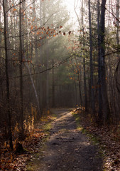 morning trail