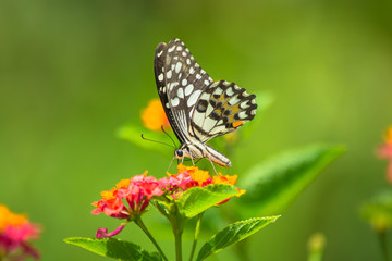 Lime butterfly, Papilio demoleus on Lantana flower.