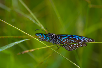 Dark Blue Tiger butterfly, Tirumala septentrionis on grass stem.