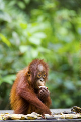 A baby orang-utan eating a banana in its native habitat. Rainforest of Borneo.