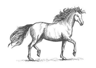 Naklejka na ściany i meble Horse sketch with galloping arabian racehorse