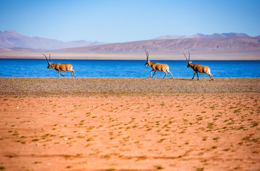 Fototapeta na wymiar the tibetan antelope