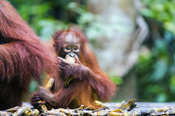 Baby orang-utan sat next to its mother in their native habitat. Rainforest of Borneo.
