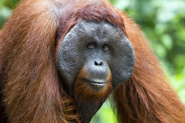 Fototapeta premium A dominant male orang-utan in his native habitat. Rainforest of Borneo.