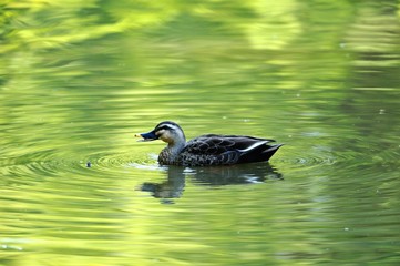 カモ./緑が湖面に写る池を泳ぐ鴨です.