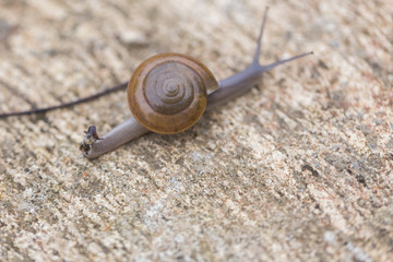 Snail walking on the green grass in nature.