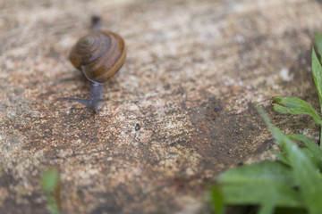 Snail walking on the green grass in nature.