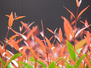 Red leaf small plant dark wood background