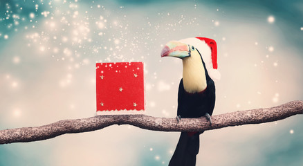 Toucan with Santa hat and Christmas present © Tierney