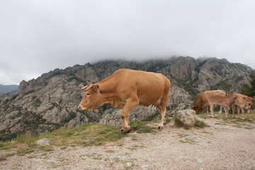 vache corse