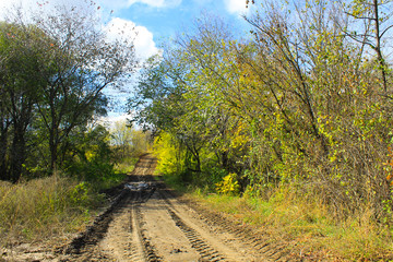 Dirty rural road in the forest on autumn