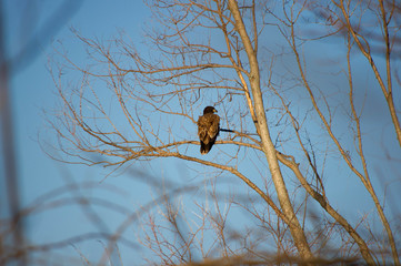immature bald eagle
