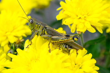 Grasshopper