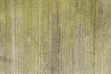 The background is a cement slab with moss green little island.