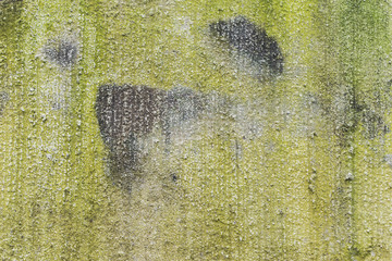 The background is a cement slab with moss green little island.