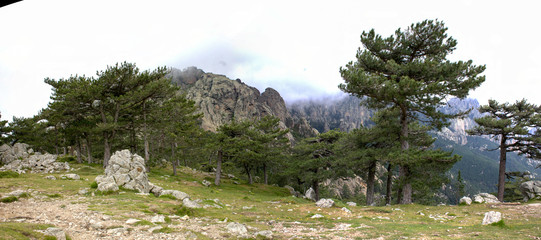 cèdres corse