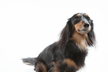 ミニチュアダックスフント