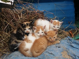 아기고양이 4마리