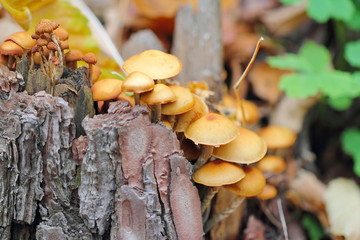 Mushrooms in forest