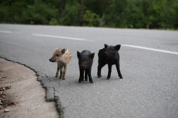 3 cochons corse sur la route