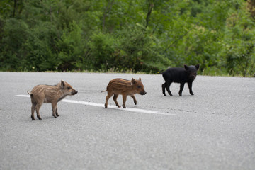 cochons corse sur la route