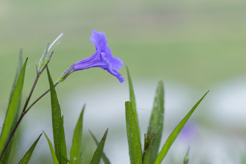 Purple flowers inserted from the green grass.