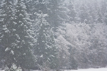 Snow falling heavily in an evergreen forest with focus on snowflakes creating a winter wonderland