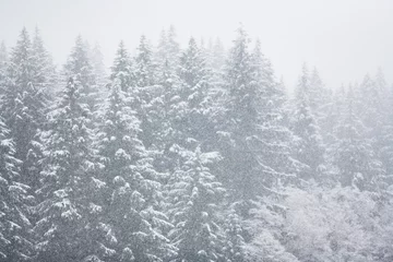Papier Peint photo Hiver Snow falling heavily in an evergreen forest with focus on snowflakes creating a winter wonderland