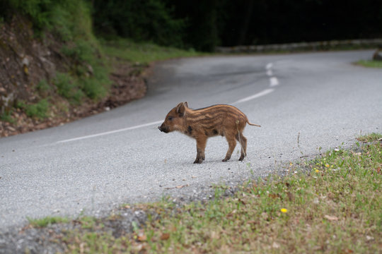 cochon corse sur la route