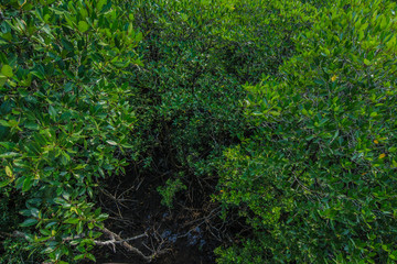 plentiful mangrove, Trat, Thailand.