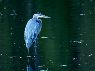 Great Blue Heron in Pond
