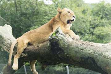 Fototapeta na wymiar 樹の上のライオン