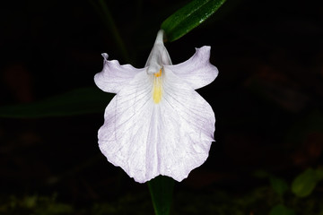 Caulokaempferia thailandica K. Larsen, ZINGIBERACEAE