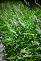 green bristlegrass
