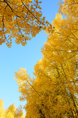 Aspen tree Fall foliage color in Colorado