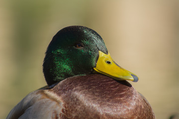 Mallard