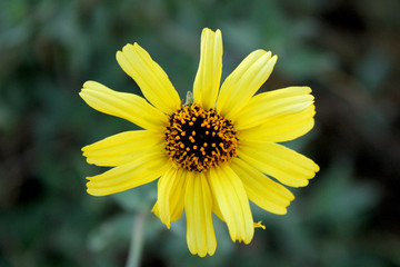 Obraz premium Yellow Flower